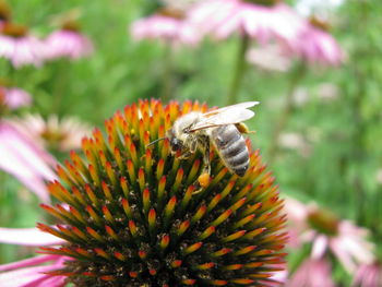 Close-up of bee pollinating on flower