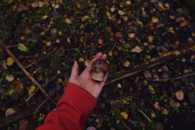 High angle view of hand holding autumn leaves