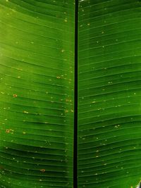 Full frame shot of green leaf