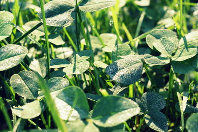 Close-up of wet plants