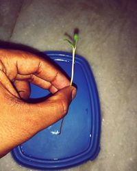 Close-up of hand holding flower