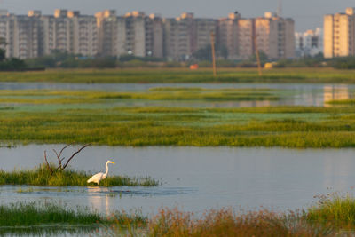 View of bird by lake