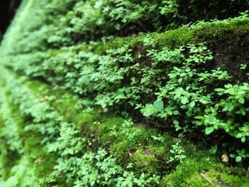 Close-up of moss growing on land