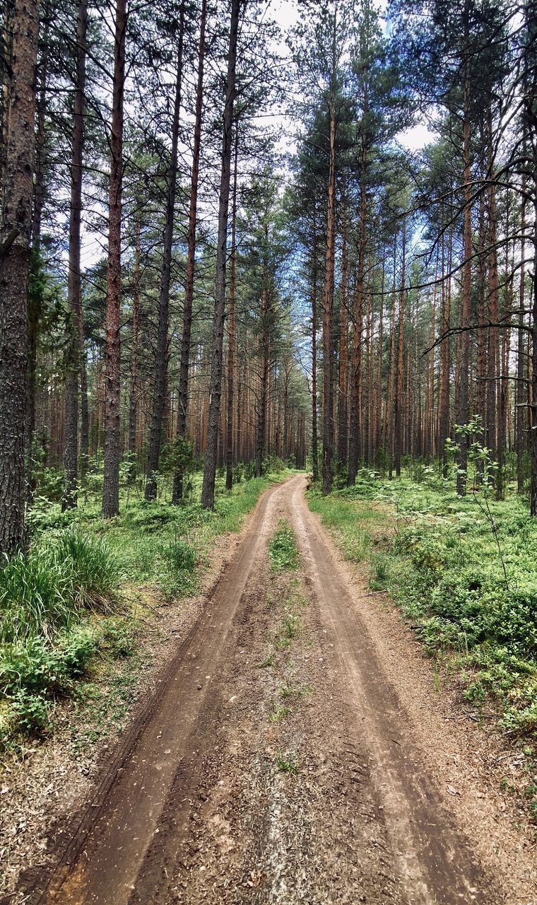 DIRT ROAD ALONG TREES IN THE FOREST