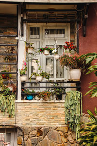 Potted plants outside house