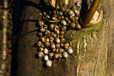 Close-up of tree trunk