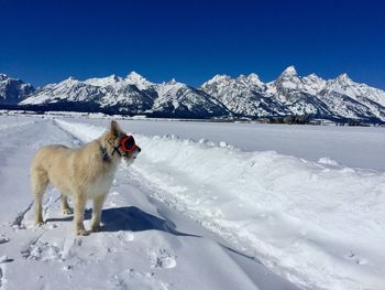 View of white horse on snow covered mountain