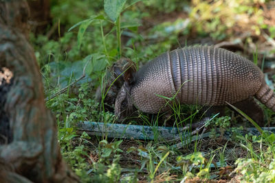 Foraging nine-banded armadillo dasypus novemcinctus in the woods of naples, florida