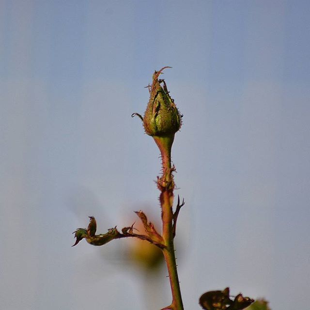 one animal, animal themes, animals in the wild, insect, wildlife, copy space, flower, close-up, nature, stem, clear sky, plant, perching, bird, full length, low angle view, focus on foreground, no people, day, beauty in nature