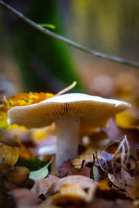 Close-up of mushrooms growing on field