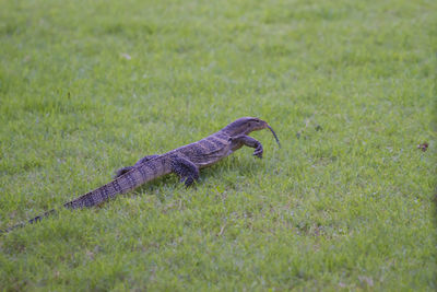 Side view of a bird on field