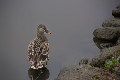 High angle view of female mallard duck swimming in lake