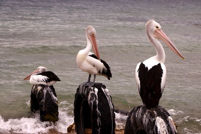 Birds perching on rock by lake