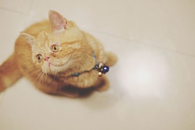 High angle view of a cat looking away