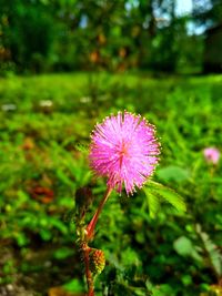 Close-up of pink flower against blurred background