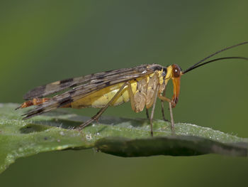 Close-up of insect on leaf