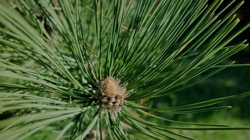 Close-up of pine tree