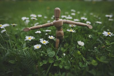 White flowers growing on field