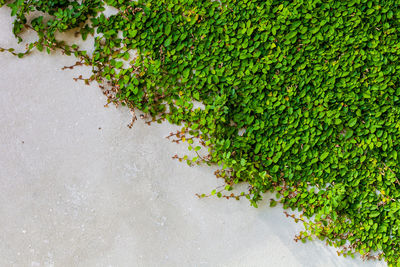 High angle view of ivy growing on wall