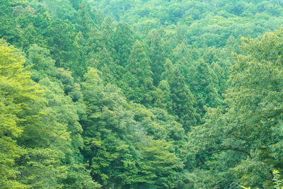 High angle view of pine trees in forest