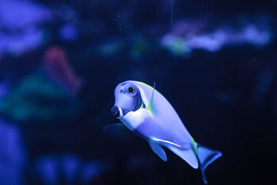 Powderblue tang fish acanthurus leucosternon on a coral reef.