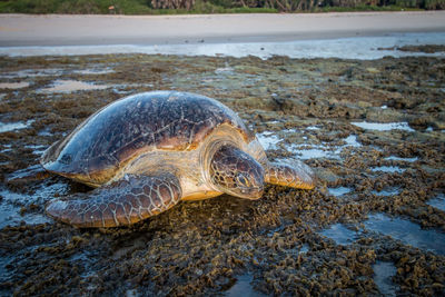 Close-up of turtle in sea