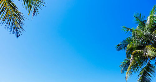Low angle view of palm tree against clear blue sky