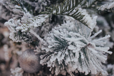 frost