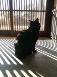 Close-up of cat sitting at home