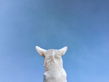 Low angle view of a white horse against clear blue sky