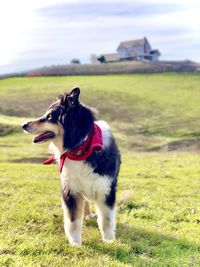 Dog looking away on field