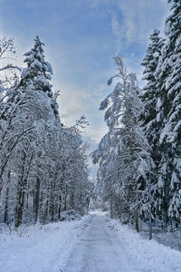 Snow covered trees against sky