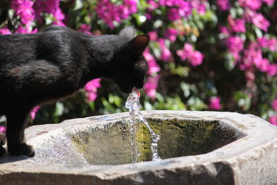 Close-up of black cat drinking water