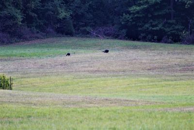 View of birds on grassy field