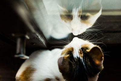 High angle close-up of cat looking through window