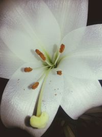 Close-up of white flowers