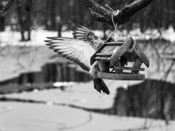 Close-up of bird flying over wooden post