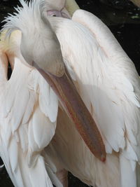 Close-up of white swan