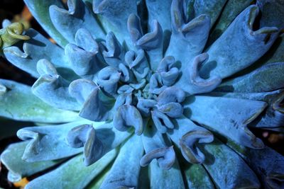 Full frame shot of fresh blue flowering plant