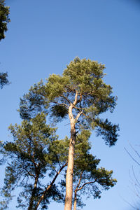 Low angle view of tree against blue sky