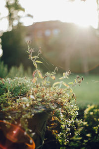 Close-up of plant in sunlight 