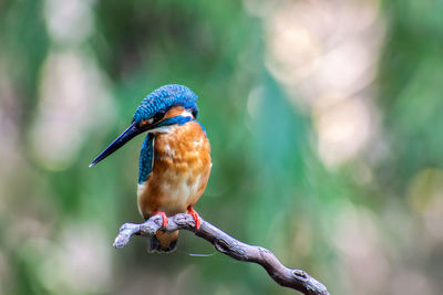 Close-up of bird perching on branch