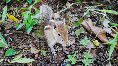 High angle view of sheep on field