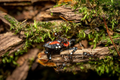 A bunch of ants attacking a bug and carrying it into the nest.