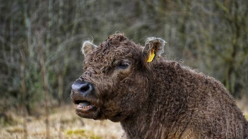 Close-up of cow on field