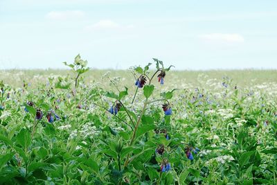 Plants growing on field against sky