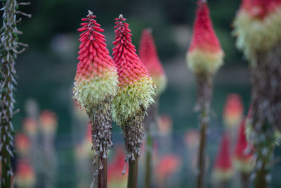 Close-up of red flowering plant