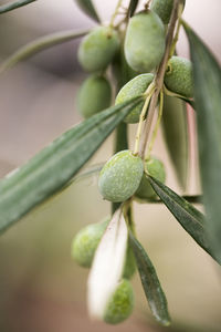 Close-up of fruit growing on plant