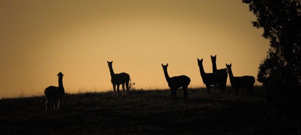 Silhouette deer on field against sky during sunset