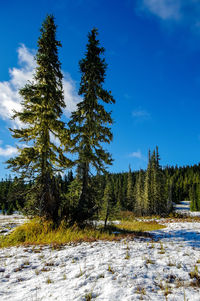 Pine trees on field against blue sky during winter